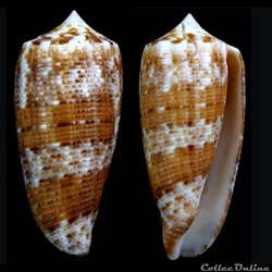Phasmoconus (Phasmoconus) nimbosus (Hwass in Bruguière, 1792)