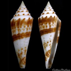 Fusiconus (Fusiconus) ichinoseanus (Kuroda, 1956)