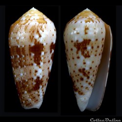 Pionoconus floccatus (Sowerby I, 1841)