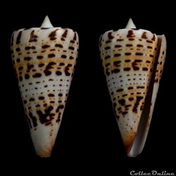 Strategoconus (Strategoconus) monile (Hwass, 1792)