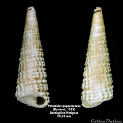 Potamides papaveraceux  (Basterot, 1825)