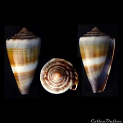Lividoconus (Calamiconus) sugillatus (Reeve, 1844)