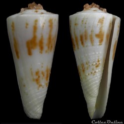 Kioconus (Kioconus) tribblei (Walls, 1977)