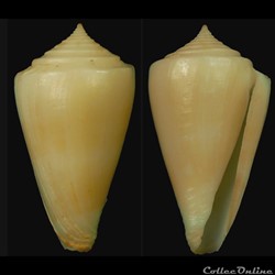 Lividoconus (Calamiconus) escondidai (Poppe & Tagaro, 2005)