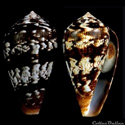Lautoconus (Lautoconus) guinaicus (Hwass, 1792)