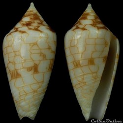 Ximeniconus (Perplexiconus) lucidus (Wood, 1828)