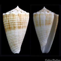Asprella sulcata (Hwass in Bruguière, 1792)