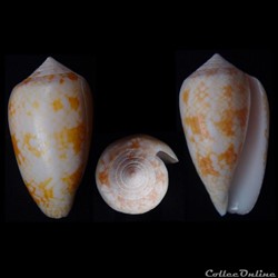 Cylindrus archiepiscopus (Hwass in Bruguière, 1792)