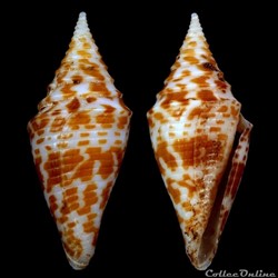 Turriconus (Turriconus) cf. praecellens (Olivera & Biggs, 2010)