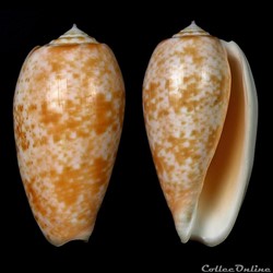 Textilia (Textilia) bullata (Linnaeus, 1758)