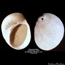 Sinum patulum ( Grateloup, 1847)