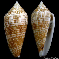 Phasmoconus (Phasmoconus) armadillo (Shikama, 1971)