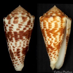 Asprella sulcocastanea (Kosuge, 1981)