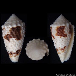 Strategoconus (Rolaniconus) varius (Linnaeus, 1758)