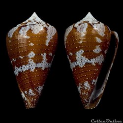 Tenorioconus dominicanus (Hwass in Brugière, 1792)
