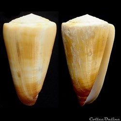 Strategoconus (Vituliconus) ferrugineus (Hwass in Bruguière, 1792)