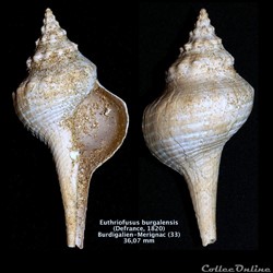 Euthriofusus burgidalensis ( Defrance, 1820)