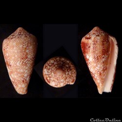 Cylindrus textilinus (Kiener, 1845)