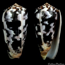 Pionoconus striatus striatus  (Linnaeus, 1758)