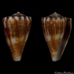 Monteiroconus gladiator (Broderip, 1833)