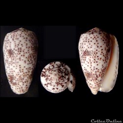 Pionoconus stercusmuscarum (Linnaeus, 1758)