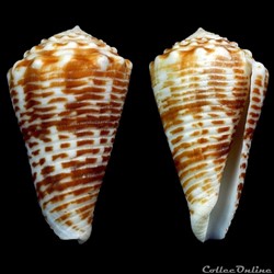 Asprella sulcocastanea (Kosuge, 1981)