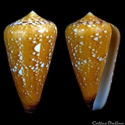 Darioconus crocatus (Lamarck, 1810)