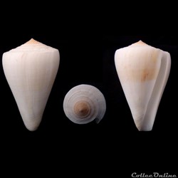 Pyruconus fergusoni (Sowerby II, 1873)