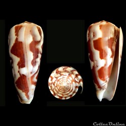 Pionoconus gubernator (Hwass in Bruguière, 1792)