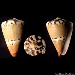 Rhizoconus mustelinus (Hwass in Bruguière, 1792)2)