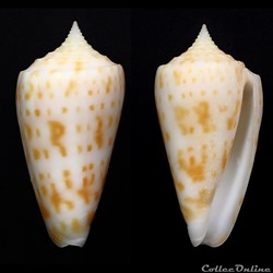Phasmoconus (Phasmoconus) richeri (Richard & Moolenbeek, 1988)