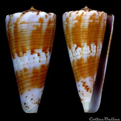 Kioconus (Nitdoconus) shikamai (Coomans, Moolenbeek & Wils, 1985)