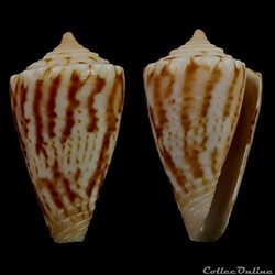 Dauciconus (Purpuriconus) magellanicus (Hwass, 1792)
