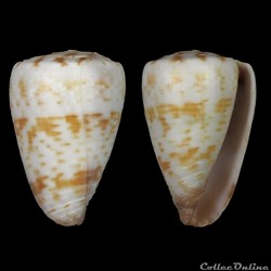 Kalloconus (T.) trochulus f. pseudonivifer (Monteiro & Tenorio, 2004)