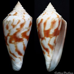 Floraconus gradatulus gradatulus (Weinkauff, 1875)