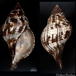 Fasciolaria tulipa (Linnaeus, 1758)
