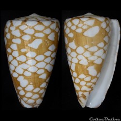 Eugeniconus cordigera (Sowerby II, 1866)