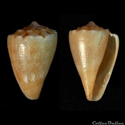 Parviconus rutilus (Cotton & Godfrey, 1932)