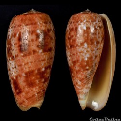Textilia (Textilia) bullata (Linnaeus, 1758)