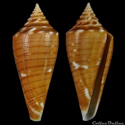 Dauciconus (Dauciconus) scalaris (Valenciennes, 1832)