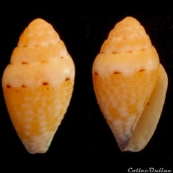 Pseudolilliconus traillii (A. Adams, 1855)