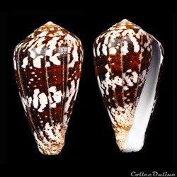 Chelyconus ermineus inquinatus (Reeve, 1849