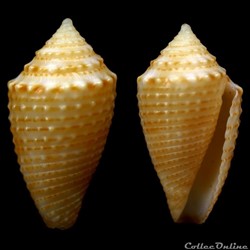 Ximeniconus (Jaspidiconus) henckesi (Coltro, 2004)