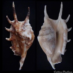 Lambis lambis (Linnaeus, 1758)