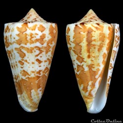 Tenorioconus archon (Broderip, 1833)