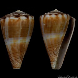 Monteiroconus gladiator (Broderip, 1833)