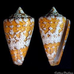 Tenorioconus dominicanus (Hwass in Brugière, 1792)