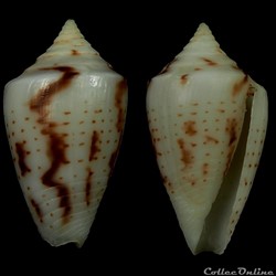 Ximeniconus (Perplexiconus) wendrosi (Tenorio & Afonso, 2013)