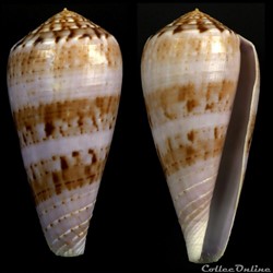 Textilia (Afonsoconus) kinoshitai f. calliginosa (Kuroda, 1956)