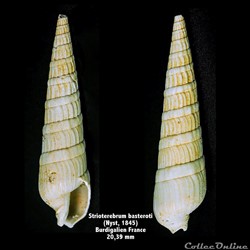 Strioterebrum basteroti (Nyst,1845)
